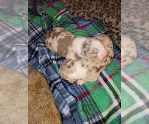 American Bully Puppy for sale in DEARBORN HEIGHTS, MI, USA