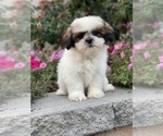 Small #7 Shih Tzu