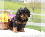Small Photo #3 Cavalier King Charles Spaniel Puppy For Sale in NARVON, PA, USA