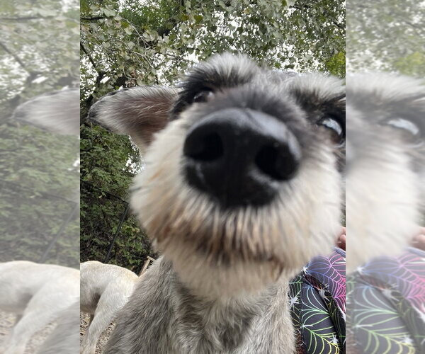 Medium Photo #2 Mutt Puppy For Sale in Elmsford, NY, USA