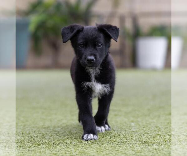 Medium Photo #7 Labrador Retriever-Unknown Mix Puppy For Sale in San Diego, CA, USA