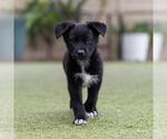 Small #6 Labrador Retriever Mix