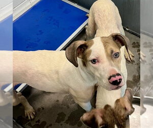 American Foxhound-American Pit Bull Terrier Mix Dogs for adoption in Tavares, FL, USA