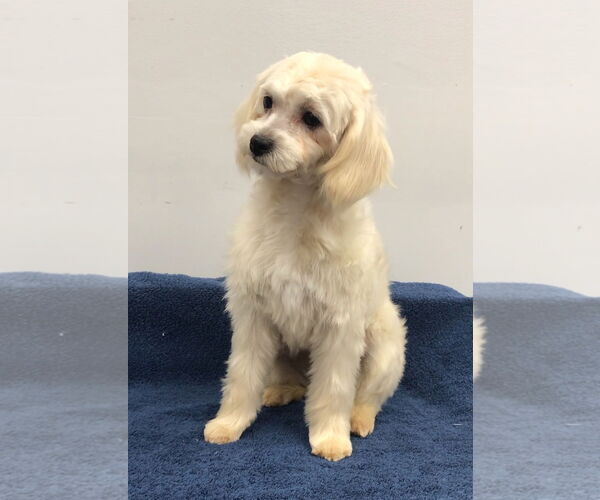 Medium Photo #4 Shih Tzu-Unknown Mix Puppy For Sale in Lincolnwood, IL, USA