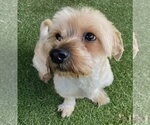 Small Shih-Poo