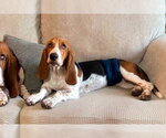 Small #3 Basset Hound