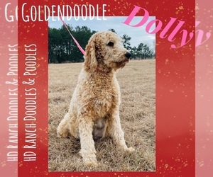 Mother of the Goldendoodle (Miniature) puppies born on 08/25/2022
