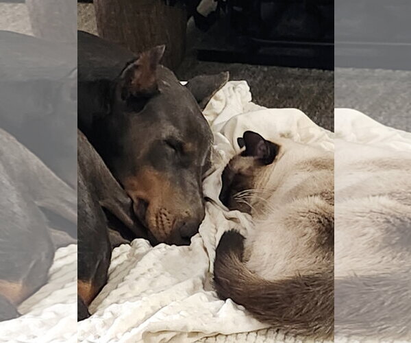 Medium Photo #7 Doberman Pinscher Puppy For Sale in Buffalo, MN, USA