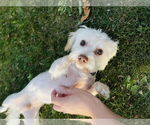 Small Maltese