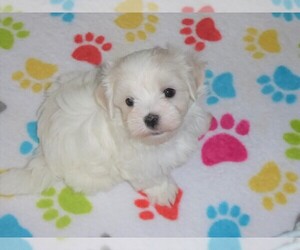 Maltese Puppy for sale in ORO VALLEY, AZ, USA