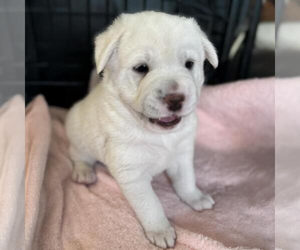 Medium Photo #2 Labrador Retriever-Unknown Mix Puppy For Sale in San Diego, CA, USA