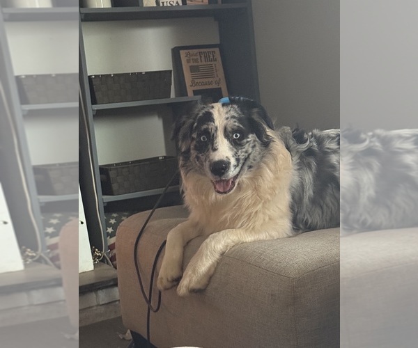 Medium Photo #1 Australian Shepherd Puppy For Sale in KINGSPORT, TN, USA