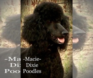Mother of the Poodle (Standard) puppies born on 06/04/2019