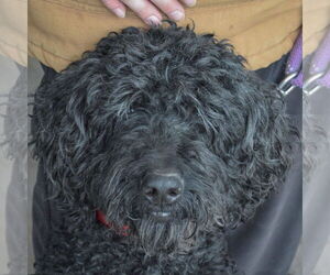 Goldendoodle Dogs for adoption in Huntley, IL, USA