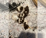 Puppy Puppy 4 to 6 German Shorthaired Pointer