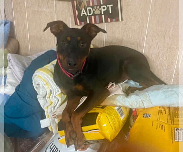 Medium Photo #7 Miniature Pinscher-Unknown Mix Puppy For Sale in Mount Laurel, NJ, USA