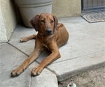 Small #16 Labrador Retriever-Rhodesian Ridgeback Mix