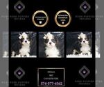 Puppy AKCStella CLEAR Cavalier King Charles Spaniel