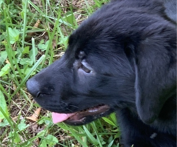 Medium Photo #17 Labrador Retriever Puppy For Sale in SPOTSYLVANIA, VA, USA
