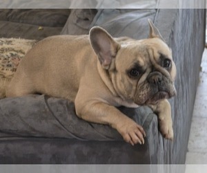 Mother of the French Bulldog puppies born on 12/15/2025