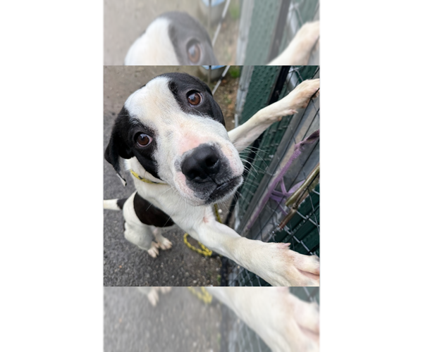 Medium Photo #6 American Staffordshire Terrier-Bulldog Mix Puppy For Sale in Brewster, NY, USA