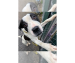 Small #5 American Staffordshire Terrier-Bulldog Mix