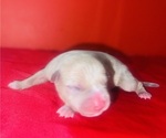 Small Photo #35 American Bully Puppy For Sale in TRENTON, NJ, USA