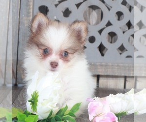 Pomeranian Puppy for sale in NAPLES, FL, USA