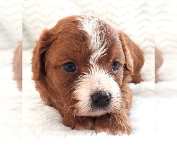 Medium Photo #5 Cavapoo Puppy For Sale in CARLISLE, KY, USA