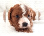 Small #4 Cavapoo