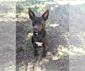 Mutt Dogs for adoption in Winter Park, CO, USA