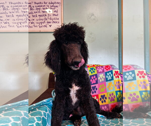 Medium Photo #5 Poodle (Standard)-Unknown Mix Puppy For Sale in Pacolet, SC, USA