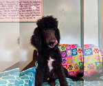 Small #4 Poodle (Standard) Mix