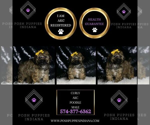 Medium Photo #125 Poodle (Miniature) Puppy For Sale in WARSAW, IN, USA