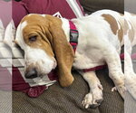 Small Photo #4 Basset Hound Puppy For Sale in Deepwater, NJ, USA
