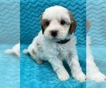 Small Photo #12 Cavapoo Puppy For Sale in BULLARD, TX, USA