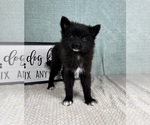 Small #2 Pomsky