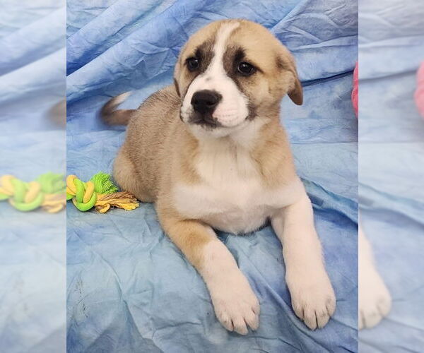 Medium Photo #2 Labsky Puppy For Sale in Wetumpka, AL, USA