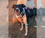 Small Photo #9 Lab-Pointer Puppy For Sale in San Diego, CA, USA