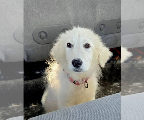 Medium Photo #6 Great Pyrenees Puppy For Sale in Spring, TX, USA