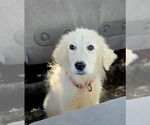 Small #5 Great Pyrenees