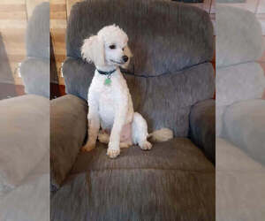 Father of the Goldendoodle (Miniature) puppies born on 05/30/2025