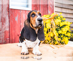 Small #12 Basset Hound