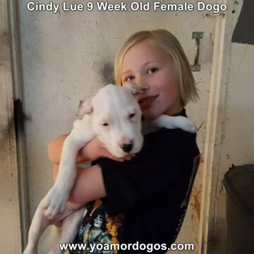 Medium Photo #86 Dogo Argentino Puppy For Sale in PINEVILLE, MO, USA