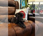 Puppy Blitz Cane Corso