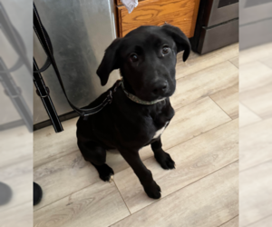 Labrador Retriever-Unknown Mix Dogs for adoption in Brooklyn Center, MN, USA