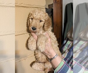 Goldendoodle Puppy for sale in PITTSGROV TWP, NJ, USA