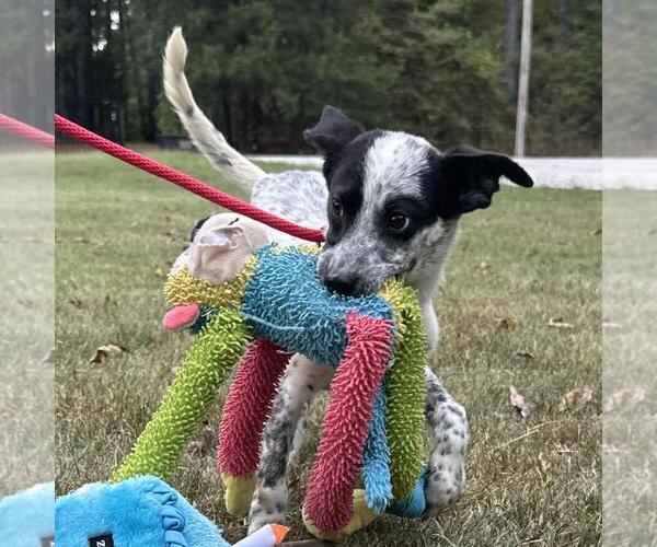Medium Photo #4 Mutt Puppy For Sale in Yardley, PA, USA