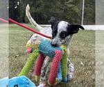 Small #3 Mutt