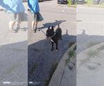 Small Shepradors